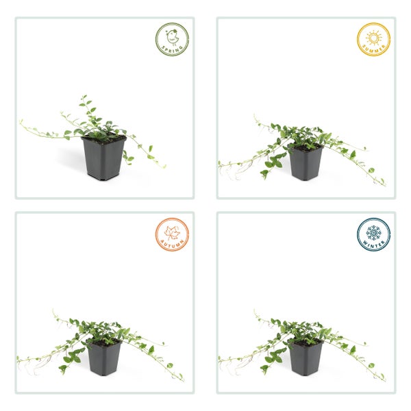 Bodendecker - Kleines Immergrün - Vinca minor 'Alba' - weißblühend - 9cm Topf - Set mit 20 Pflanzen