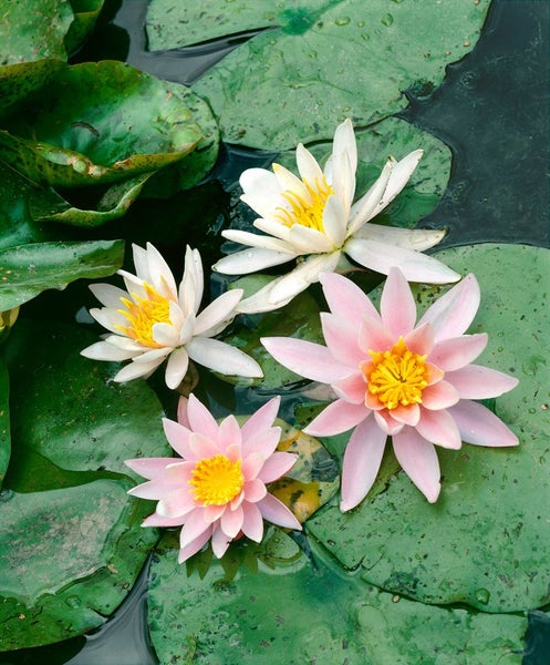 Nymphaea odorata 'Rosennymphe', Seerose, rosa, ca. 11x11 cm Topf