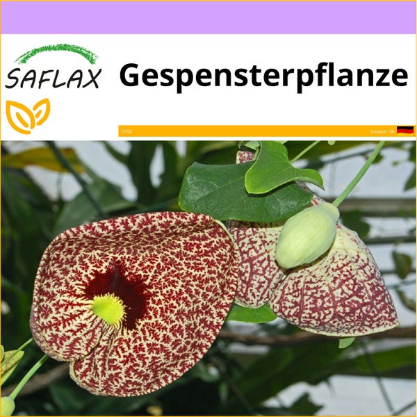 SAFLAX  - Gespensterpflanze - Aristolochia littoralis syn. elegans - 80 Samen