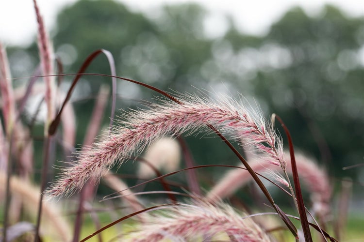 Pennisetum Ziergras im Gartenbeet