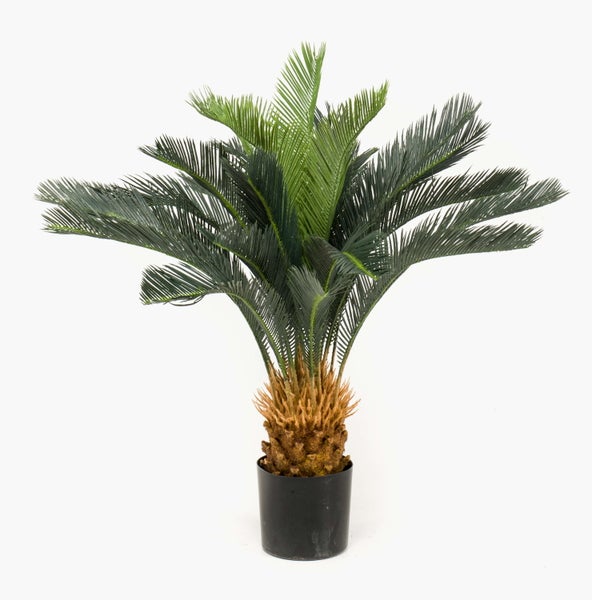 Sagopalme Cycas revoluta im schwarzen Kunststofftopf mit grünen gefiederten Wedeln.