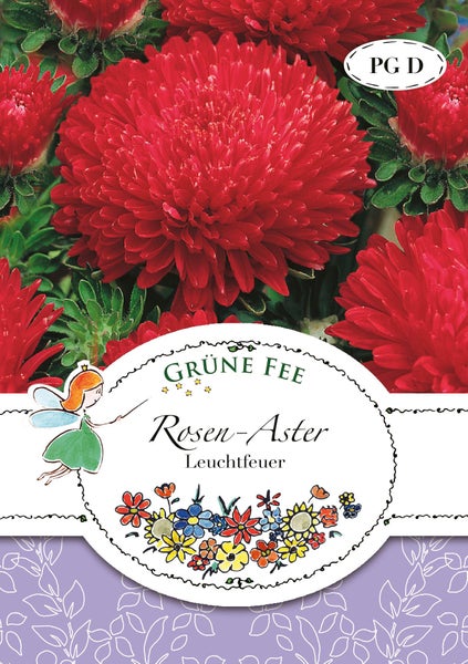 Rosen-Aster Leuchtfeuer von Grüne Fee mit großen roten Blüten.