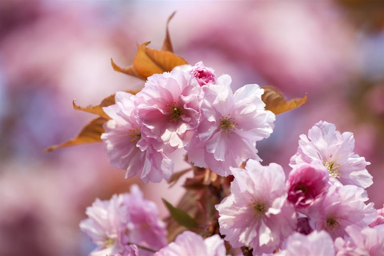 Nahaufnahme von blühenden Kirschblüten an einem Ast im Frühling