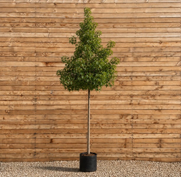 Ein hochstämmiger Amberbaum mit grüner Krone in einem schwarzen Pflanzkübel vor einer Holzfassade.
