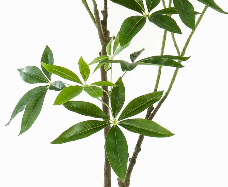 Zimmerpflanze Pachira aquatica mit grünen, gefingerten Blättern an braunen Stielen.