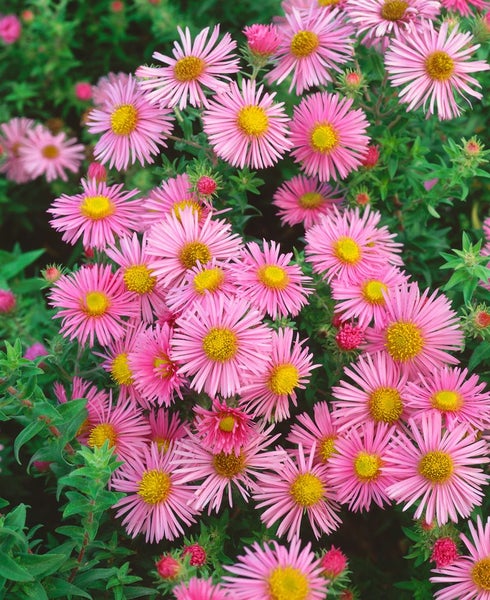 Aster novae-angliae 'Rosa Sieger', Herbstaster, rosa, ca. 11x11 cm Topf