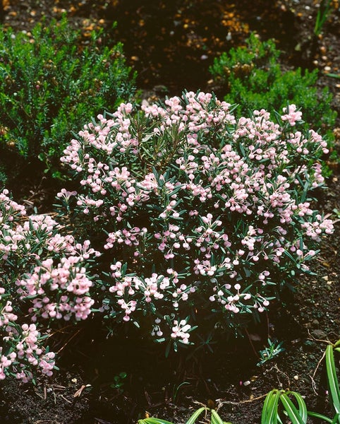 Andromeda polifolia, Rosmarinheide, 30–40 cm