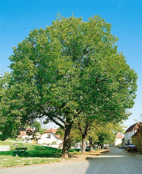 Juglans regia, Walnussbaum, 125–150 cm, robust