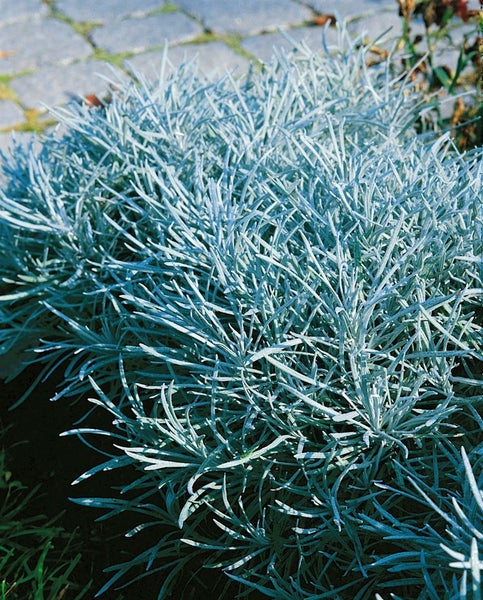 Helichrysum thianshanicum 'Goldkind', Strohblume, goldgelb, ca. 9x9 cm Topf