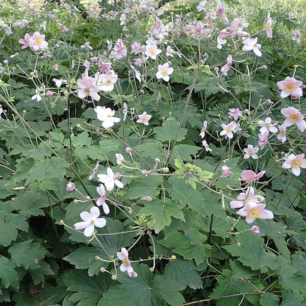 Gruppe von Herbst-Anemonen mit grünen Blättern