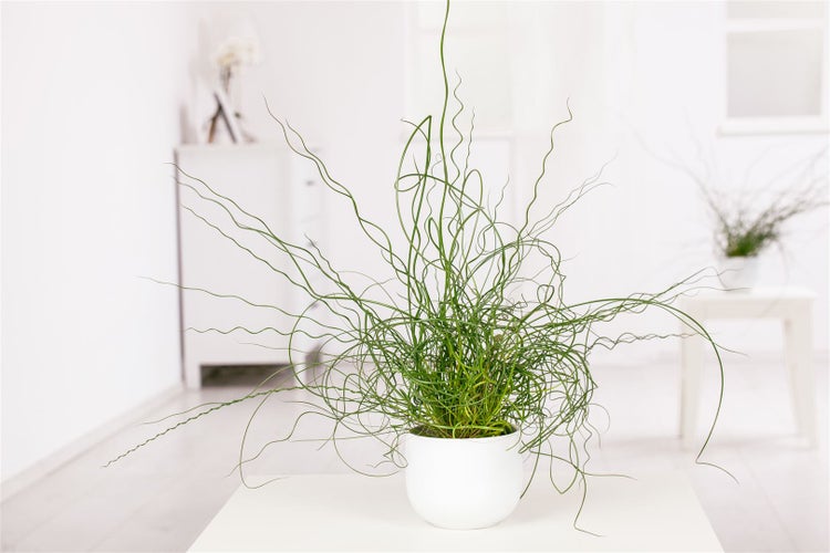 Juncus effusus 'Spiralis', Korkenzieherbinse, ca. 9x9 cm Topf