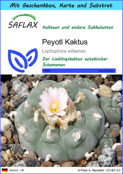 SAFLAX Geschenk Set - Peyotl Kaktus  - Lophophora williamsii - 20 Samen - Mit Geschenkbox, Versandaufkleber, Geschenkkarte und Anzuchtsubstrat