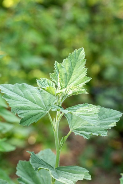 Althaea officinalis, Eibisch, ca. 9x9 cm Topf, heilkräftig