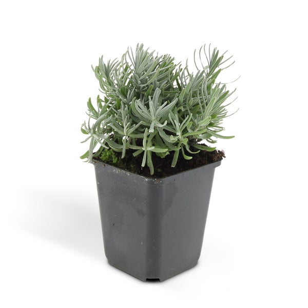 Lavendel-Pflanze - Lavandula angustifolia 'Hidcote' - Echter Lavendel - 9cm Topf - Set mit 40 Pflanzen