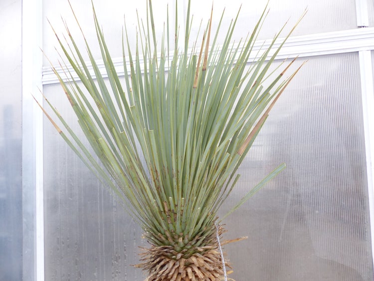 Yucca Rostrata  Mexico, Palme, 170 cm, Stamm 78 cm winterhart