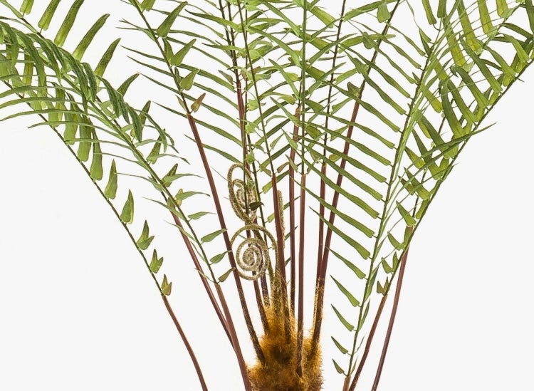 Künstliche Pflanze Begonienbusch mit weißen Blüten und dunkelgrünen Blättern.