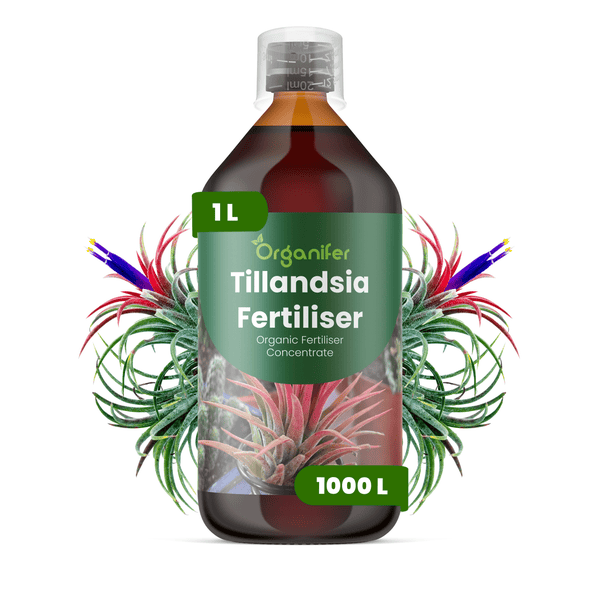 Organifer Tillandsia Dünger Konzentrat, 1 Liter Flasche, biologischer Pflanzendünger für Tillandsien, ergibt 1000 Liter.