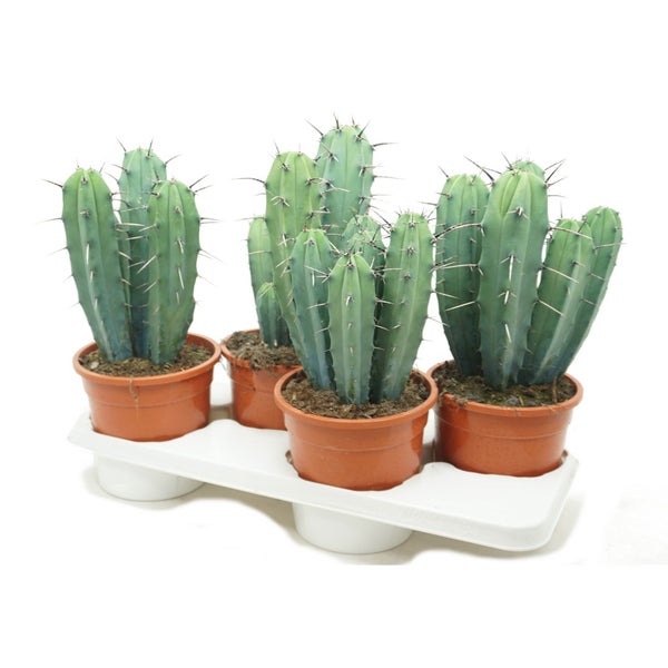 Blauer Blühbusch im Topf