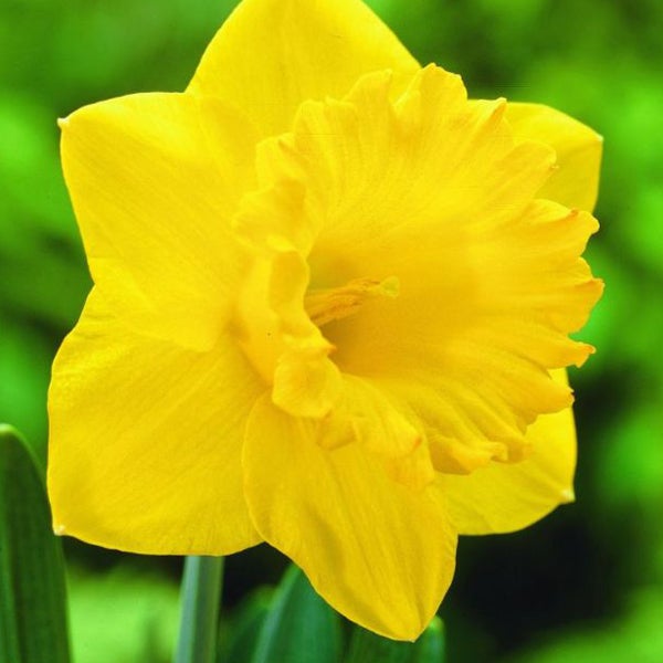Gelbe Narzissenblüte