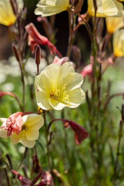 Oenothera odorata, Nachtkerze, duftend, ca. 9x9 cm Topf