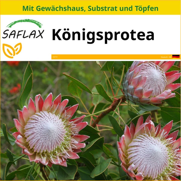 SAFLAX Anzucht Set - Königsprotea - Protea cynaroides - 5 Samen - Mit Mini-Gewächshaus, Anzuchtsubstrat und 2 Töpfen