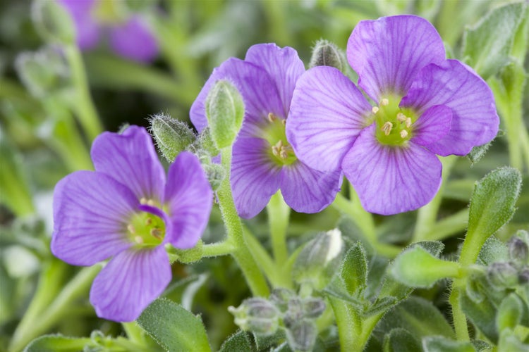 Aubrieta x cultorum 'Tauricola', Blaukissen, violett, ca. 9x9 cm Topf