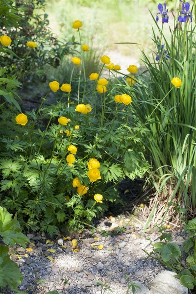 Trollius europaeus, Europäische Trollblume, gelb, ca. 9x9 cm Topf