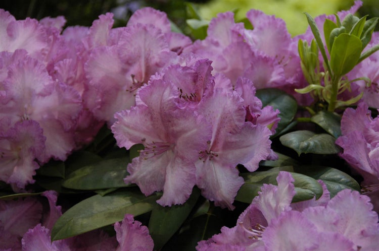 Rhododendron Hybr. 'Haithabu', Rhododendron, rosa Blüten, 40–50 cm
