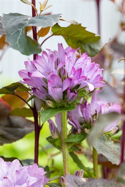 Nahaufnahme einer Campanula glomerata mit lila Blüten