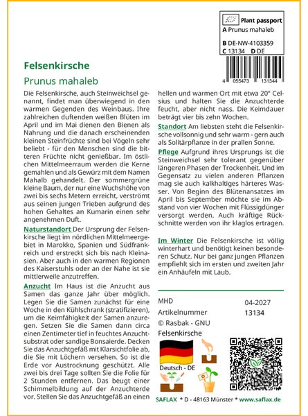 SAFLAX Garden to go - Felsenkirsche - Prunus mahaleb - 30 Samen - Mit Topf, Klima - Deckel und Anzuchtsubstrat