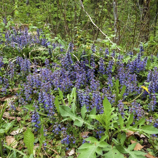 Blau blühende Bodendeckerpflanzen, Kriechender Günsel, in einer natürlichen Umgebung mit grünen Blättern.