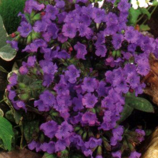 Lungenkraut mit violetten Blüten
