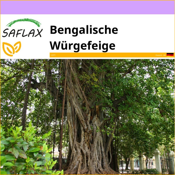 SAFLAX  - Bengalische Würgefeige - Ficus benghalensis - 20 Samen