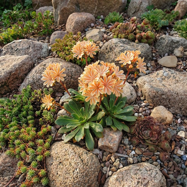 Lewisia Pflanze mit orangefarbenen Blüten in einem Steingarten zwischen Steinen und Sukkulenten.