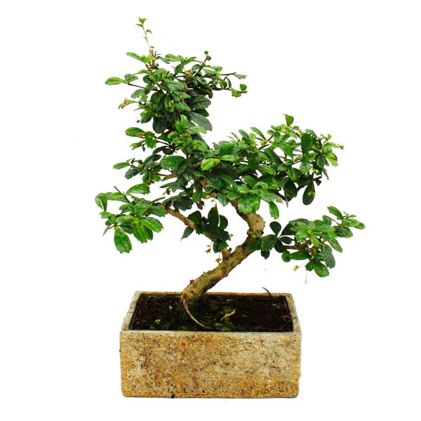 Bonsai fürs Zimmer - in moderner Trendkeramik - Zimmerbonsai Carmona - 8 Jahre alt - Steinoptik