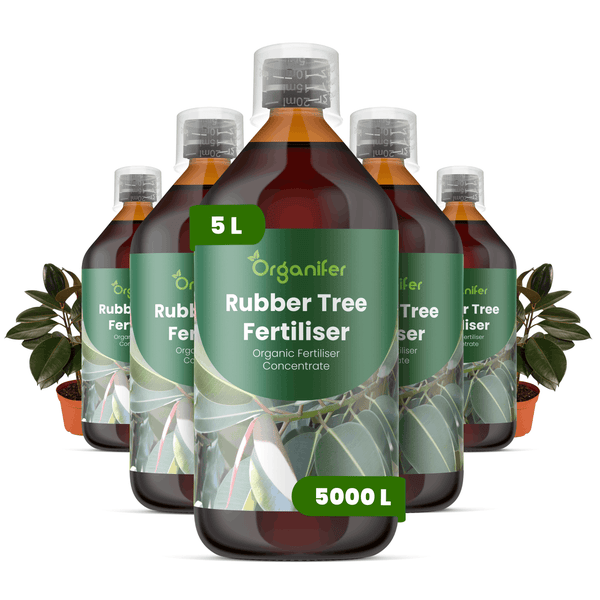 Organifer Gummibaumdünger, organisches Flüssigdünger-Konzentrat für Ficus elastica, Flaschen mit Messkappe.