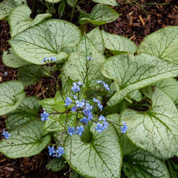 Kaukasus-Vergissmeinnicht Brunnera macrophylla mit silbrig gemusterten Blättern und kleinen blauen Blüten.