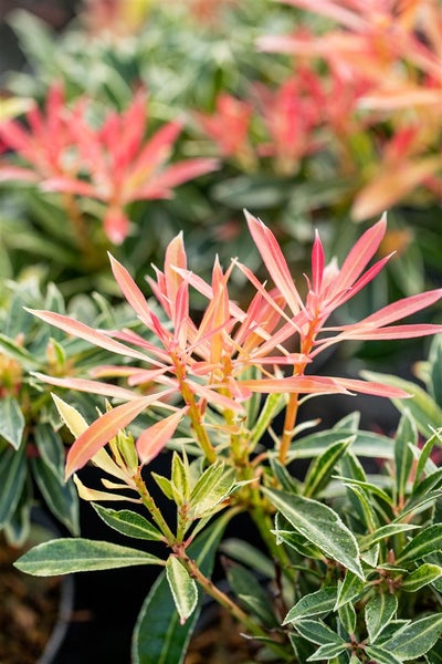 Pieris japonica 'Flaming Silver', Japanische Lavendelheide, 30–40 cm