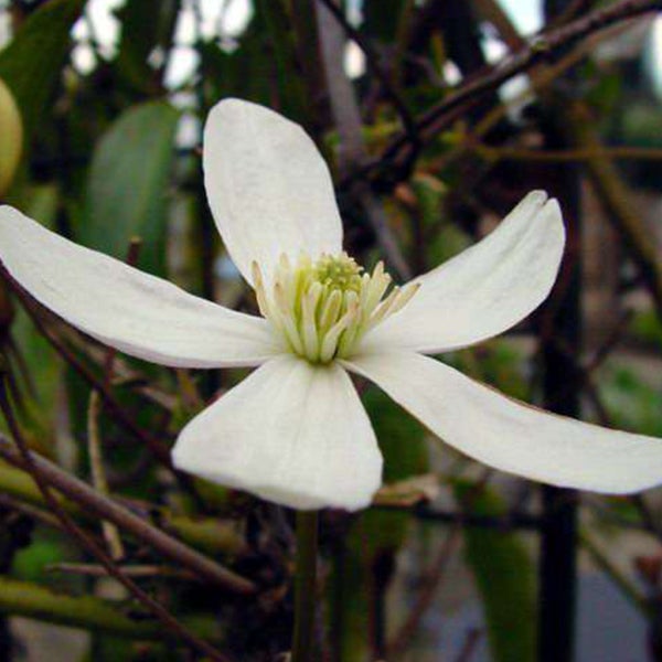 Blüte der Clematis im Detail