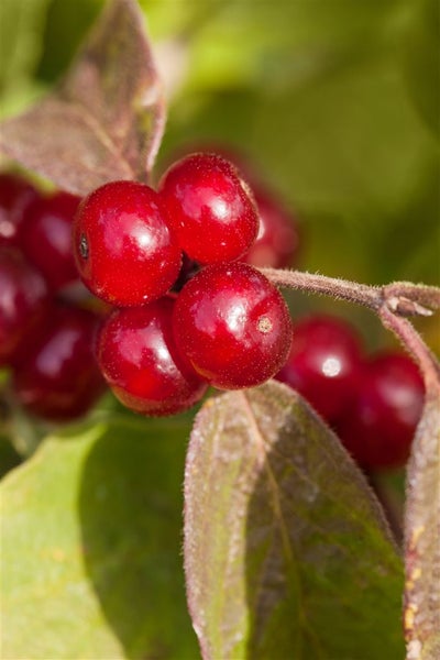 Cornus canadensis, Teppich-Hartriegel, 15–20 cm, bodendeckend