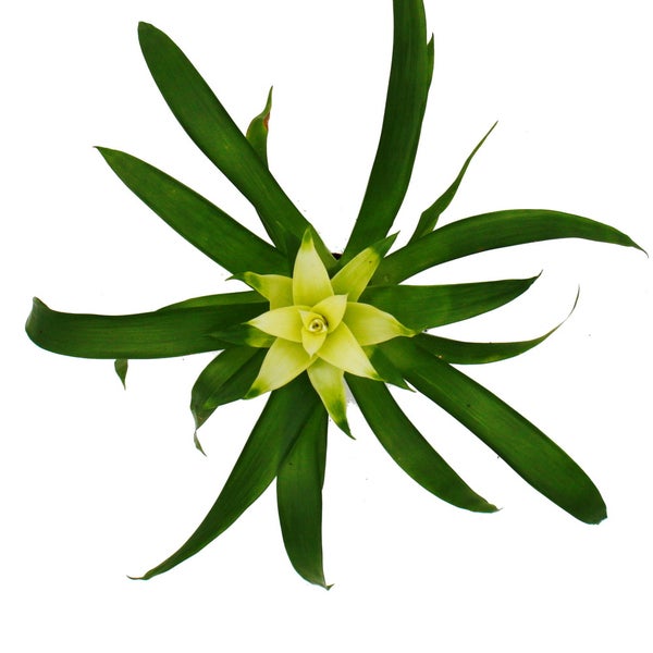 Mini-Guzmanien-Trio - Set mit 3 bunten Bromelien in 3 Farben - 5,5cm Topf