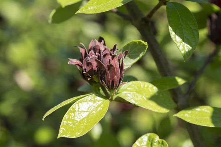 Calycanthus floridus, Gewürzstrauch, aromatisch, 30–40 cm