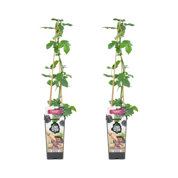 Bloomique - 2x Rubus Fruticosus 'Thornfree' - Brombeerstrauch - Obstpflanzen - Gartenpflanzen - Winterhart - ⌀14 cm - Höhe 60-70 cm