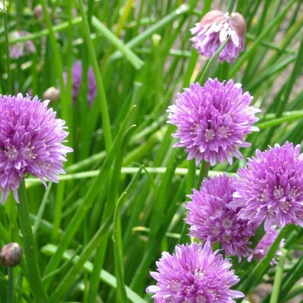 Schnittlauchpflanze mit Blüten