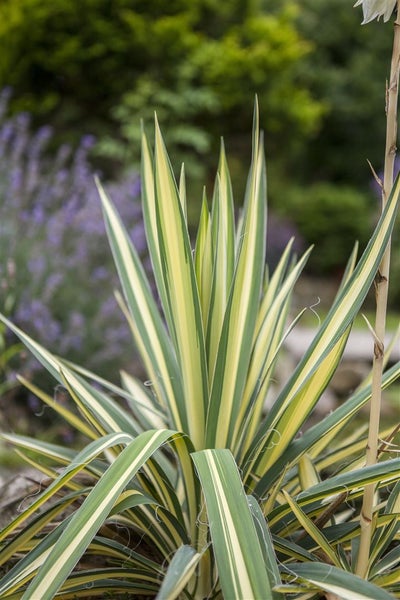 Yucca filamentosa 'Color Guard', Palmlilie, gelb-grün, 30–40 cm