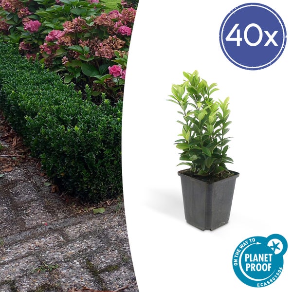 Bodendecker - Kriechspindel - Euonymus japonicus 'Green Spire' - 9cm Topf - Set mit 40 Pflanzen