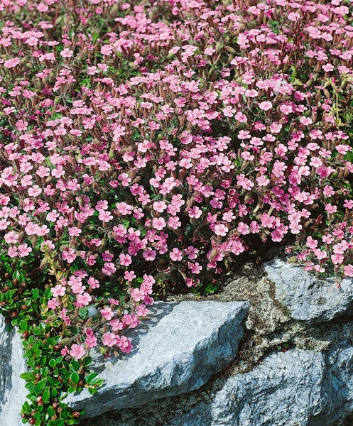 Saponaria ocymoides, Seifenkraut, rosa Blüten, ca. 9x9 cm Topf