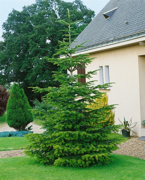 Abies nordmanniana, Nordmanntanne, 60–80 cm