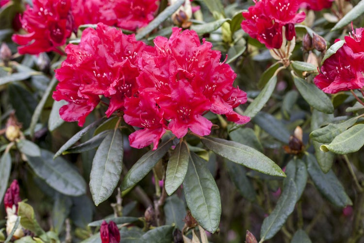 Rhododendron Hybr. 'Hachm. Feuerschein', leuchtend rot, 30–40 cm