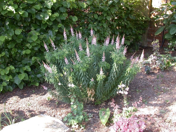 Linaria purpurea, Purpur-Leinkraut, ca. 9x9 cm Topf, zierlich